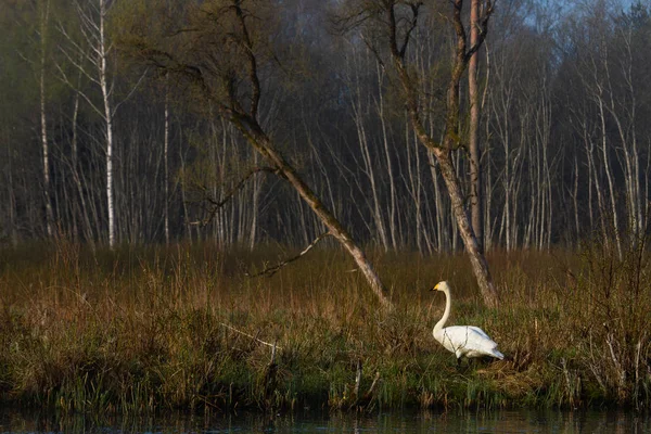 Cigno Bianco Sulla Costa Fluviale — Foto Stock