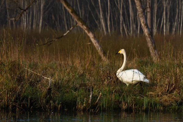 Weißer Schwan Der Flussküste — Stockfoto