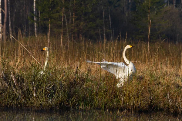 Los Cisnes Blancos Costa Del Río —  Fotos de Stock