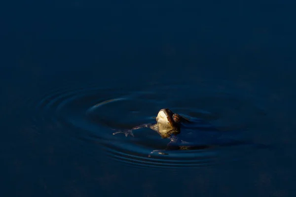 Βάτραχος Μπλε Νερό Κύματα — Φωτογραφία Αρχείου
