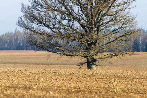 Campo Agrícola Com Árvore Solitária — Fotografia de Stock