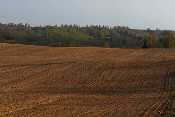 Agricultural Field Sunny Day — Stock Photo, Image