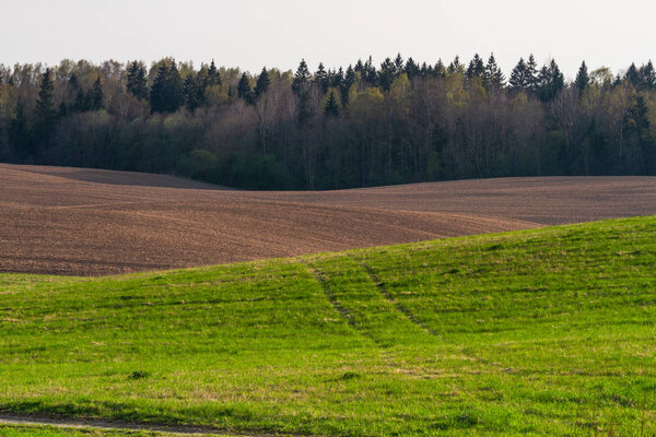 Agricultural field in sunny day