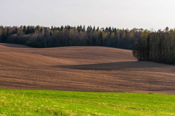 Landwirtschaftliches Feld Waldnähe Bei Sonnigem Tag — Stockfoto