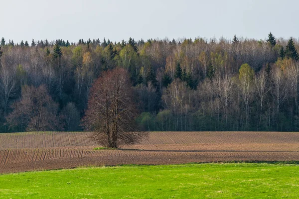 Agricultural Field Forest Sunny Day — Stock Photo, Image
