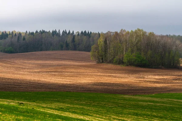 Beautiful Summer Landscape Daytime — Stock Photo, Image