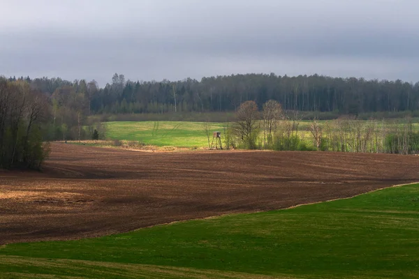 Agricultural Field Forest Sunny Day — Stock Photo, Image