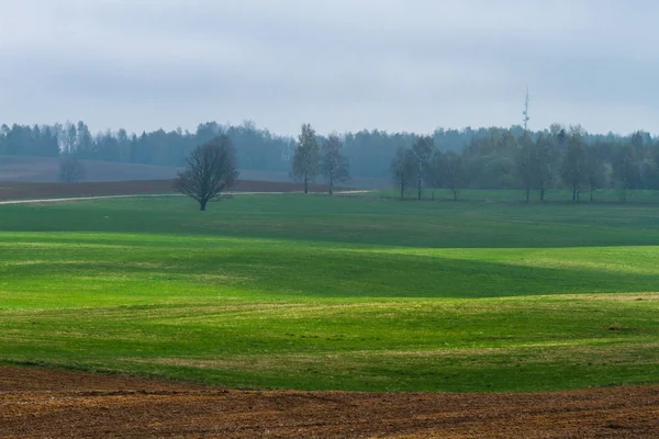 Agricultural Field Forest Sunny Day — Stock Photo, Image