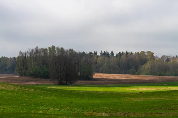 Gyönyörű Nyári Táj Nappal — Stock Fotó