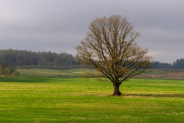 Beautiful Summer Landscape Daytime — Stock Photo, Image