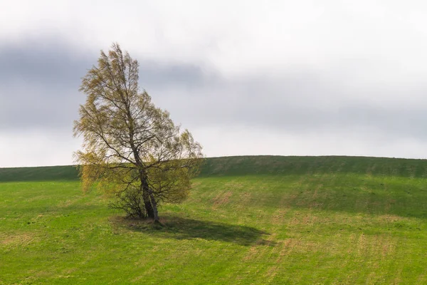 Beautiful Summer Landscape Daytime — Stock Photo, Image