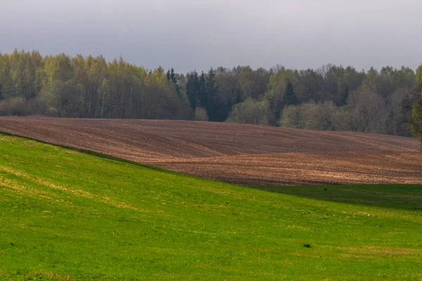 Beautiful Summer Landscape Daytime — Stock Photo, Image