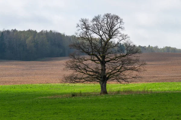 Agricultural Field Forest Sunny Day — Stock Photo, Image