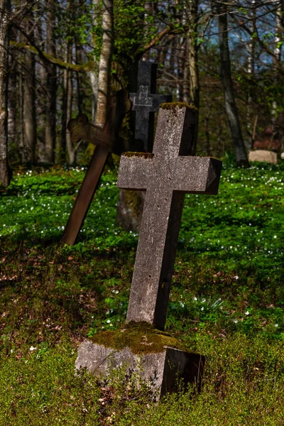 Staré Kříže Zeleném Lese — Stock fotografie