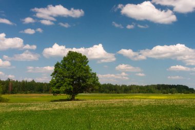 Güneşli bir günde güzel bir yaz manzarası