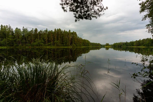 Beau Paysage Rivière Forêt — Photo