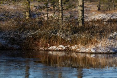 Gündüz vakti kar yağan güzel kuzey manzarası
