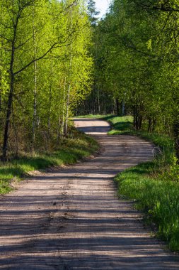 Yeşil ormanda yol yolu