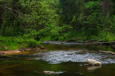 Yeşil ormandaki nehir