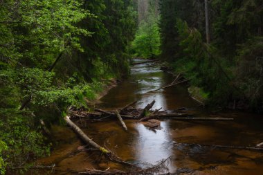 Yeşil ormandaki nehir