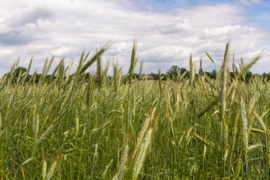 Uzun çimenli güzel yeşil tarla