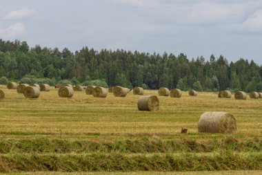 saman balya tarım alanı