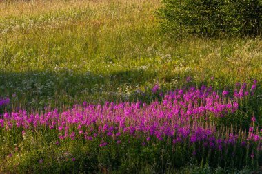 Mor çiçekli yeşil çimen