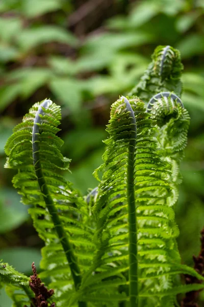 Groene Varen Boom Close — Stockfoto