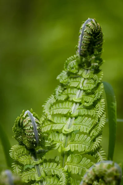 Albero Felce Verde Vicino — Foto Stock