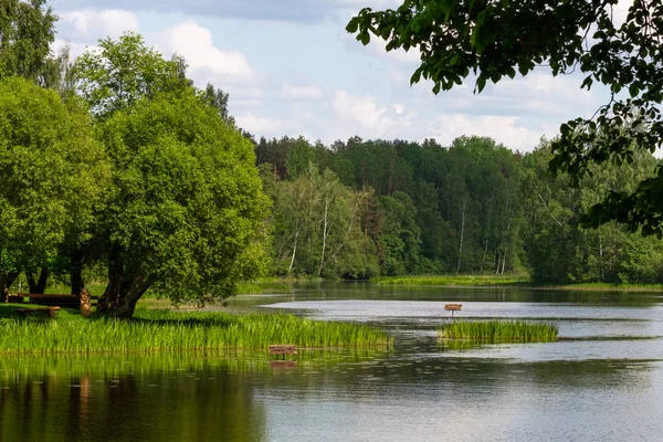 Bellissimo Paesaggio Fiume Foresta — Foto Stock