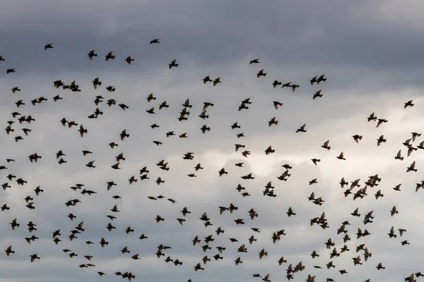 Flock Fåglar Som Flyger Himlen — Stockfoto