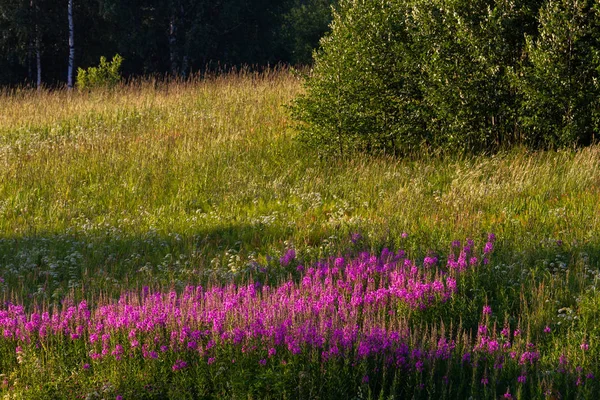 Césped Verde Con Flores Púrpuras —  Fotos de Stock