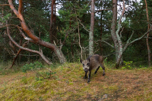 삼림의 멧돼지 — 스톡 사진