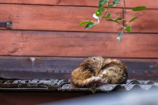 Cat sleeping on house roof