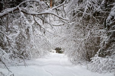 kış sezonu karlı manzara