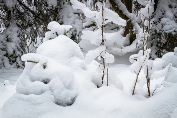 Χιονισμένο Τοπίο Στο Χειμώνα — Φωτογραφία Αρχείου