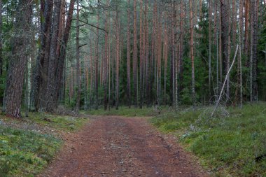 Gündüz vakti güzel kuzey ormanı