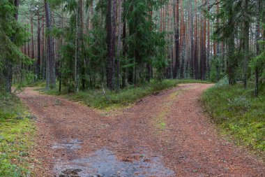 Gündüz vakti güzel kuzey ormanı