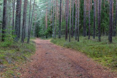 Gündüz vakti güzel kuzey ormanı