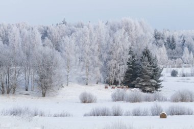 Saman balyalarıyla karlı kış manzarası