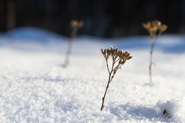 Снег Небольшим Растением Солнечный День — стоковое фото