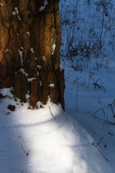 Tree with snow in sunny winter forest