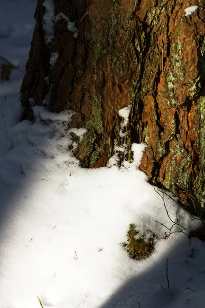 Tree with snow in sunny winter forest