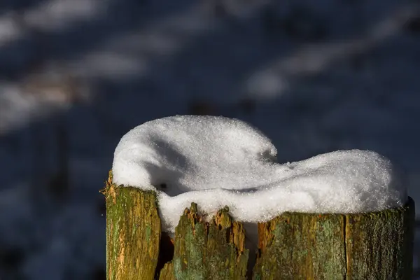 Cueillette Arbres Enneigés Dans Forêt — Photo