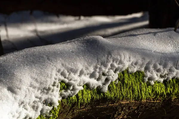 晴れた日の雪の冬の森 — ストック写真