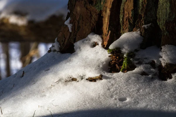 Zasněžený Zimní Les Slunečného Dne — Stock fotografie