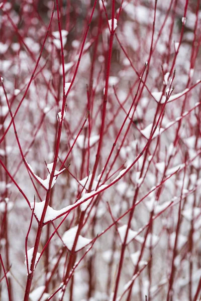 Гілки Червоної Ялинки Снігом Взимку — стокове фото