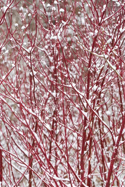 Гілки Червоної Ялинки Снігом Взимку — стокове фото