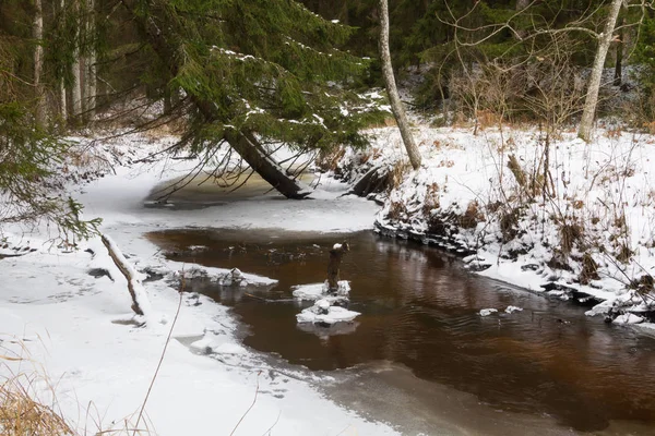 Piękny Zimowy Krajobraz Lasu — Zdjęcie stockowe