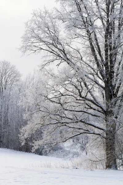 kış sezonu karlı manzara